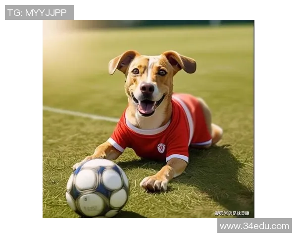 足球明星与爱犬携手训练展现默契与激情的完美结合